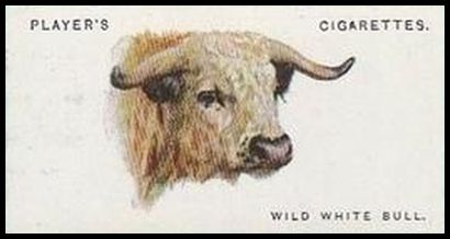 10 Wild White Bull